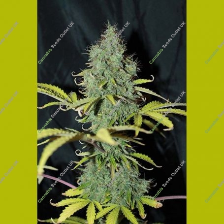 Sweet Tooth Auto Feminized Marijuana Strain by Seedsman For Sale Online at Cannabis Seeds Outlet