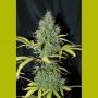 Sweet Tooth Auto Feminized Marijuana Strain by Seedsman For Sale Online at Cannabis Seeds Outlet