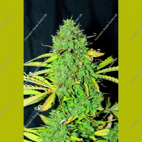 White Widow Auto Feminized Marijuana Strain by Seedsman For Sale Online at Cannabis Seeds Outlet