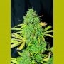 White Widow Auto Feminized Marijuana Strain by Seedsman For Sale Online at Cannabis Seeds Outlet