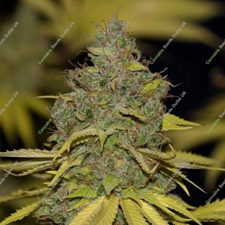 Badazz OG Cheese Feminized Marijuana Strain by Seedsman For Sale Online at Cannabis Seeds Outlet