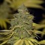Badazz OG Cheese Feminized Marijuana Strain by Seedsman For Sale Online at Cannabis Seeds Outlet