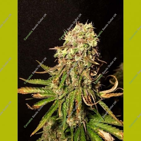 Black Sugar Feminized Marijuana Strain by Seedsman For Sale Online at Cannabis Seeds Outlet