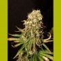 Black Sugar Feminized Marijuana Strain by Seedsman For Sale Online at Cannabis Seeds Outlet