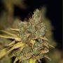 Blue Ice OG Feminized Marijuana Strain by Seedsman For Sale Online at Cannabis Seeds Outlet