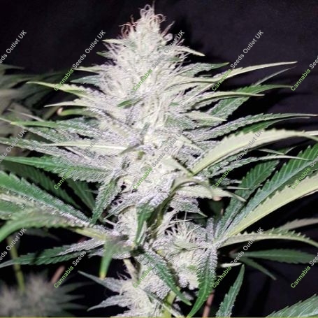 Bruce Banger Regular Marijuana Strain by Seedsman For Sale Online at Cannabis Seeds Outlet