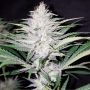 Bruce Banger Regular Marijuana Strain by Seedsman For Sale Online at Cannabis Seeds Outlet