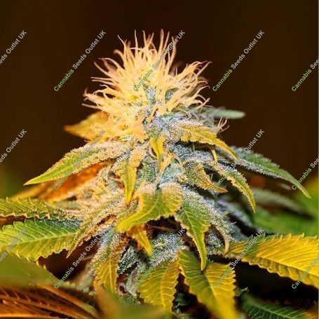Bubba Kush Feminized Marijuana Strain by Seedsman For Sale Online at Cannabis Seeds Outlet