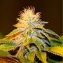 Bubba Kush Feminized Marijuana Strain by Seedsman For Sale Online at Cannabis Seeds Outlet
