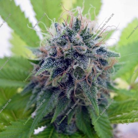 Candy Cream Feminized Marijuana Strain by Seedsman For Sale Online at Cannabis Seeds Outlet
