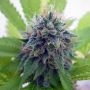 Candy Cream Feminized Marijuana Strain by Seedsman For Sale Online at Cannabis Seeds Outlet