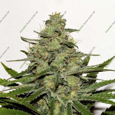 CBD Critical Mass Feminized Marijuana Strain by Seedsman For Sale Online at Cannabis Seeds Outlet