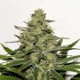CBD Critical Mass Feminized Marijuana Strain by Seedsman For Sale Online at Cannabis Seeds Outlet