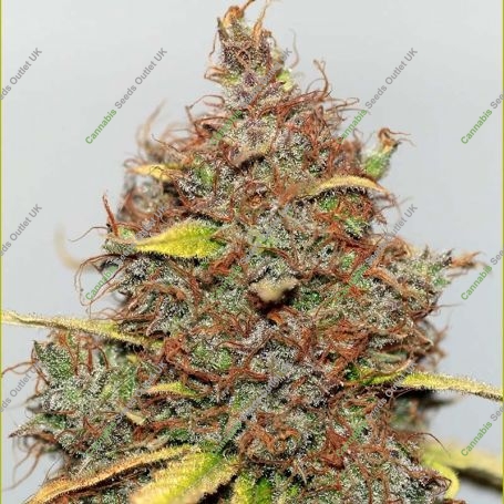 CBD Shark Shock Feminized Marijuana Strain by Seedsman For Sale Online at Cannabis Seeds Outlet