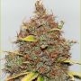 CBD Shark Shock Feminized Marijuana Strain by Seedsman For Sale Online at Cannabis Seeds Outlet