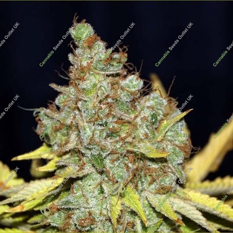 Cheese Feminized Marijuana Strain by Seedsman For Sale Online at Cannabis Seeds Outlet