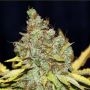 Cheese Feminized Marijuana Strain by Seedsman For Sale Online at Cannabis Seeds Outlet