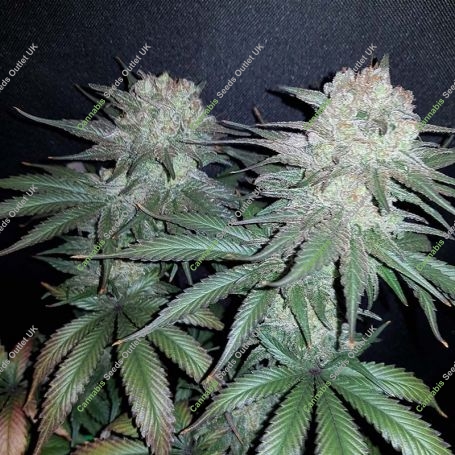 Cream & Cheese CBD Feminized Marijuana Strain by Seedsman For Sale Online at Cannabis Seeds Outlet