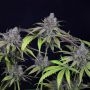 Critical Purple Kush Feminized Marijuana Strain by Seedsman For Sale Online at Cannabis Seeds Outlet