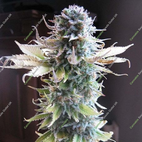 Early Skunk Feminized Marijuana Strain by Seedsman For Sale Online at Cannabis Seeds Outlet