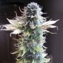 Early Skunk Feminized Marijuana Strain by Seedsman For Sale Online at Cannabis Seeds Outlet