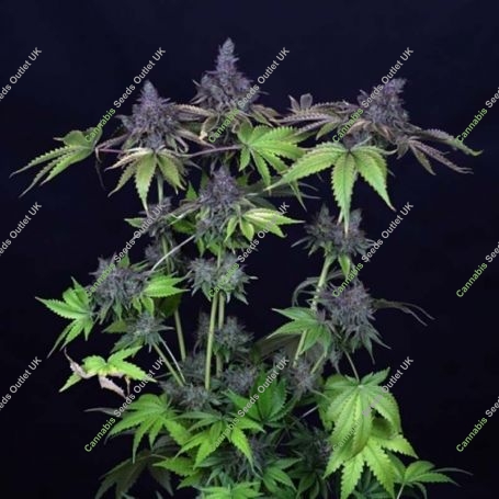 Gelato OG Feminized Marijuana Strain by Seedsman For Sale Online at Cannabis Seeds Outlet