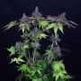 Gelato OG Feminized Marijuana Strain by Seedsman For Sale Online at Cannabis Seeds Outlet