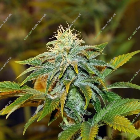 Girl Scout Crack Feminized Marijuana Strain by Seedsman For Sale Online at Cannabis Seeds Outlet