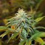 Girl Scout Crack Feminized Marijuana Strain by Seedsman For Sale Online at Cannabis Seeds Outlet