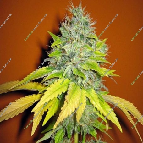 Jack Herer Feminized Marijuana Strain by Seedsman For Sale Online at Cannabis Seeds Outlet