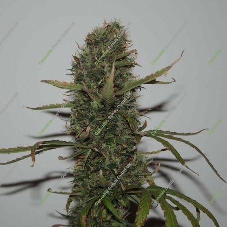 Jungle Wreck Regular Marijuana Strain by Seedsman For Sale Online at Cannabis Seeds Outlet