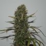 Jungle Wreck Regular Marijuana Strain by Seedsman For Sale Online at Cannabis Seeds Outlet