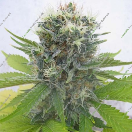 Lemonchello Haze Feminized Marijuana Strain by Seedsman For Sale Online at Cannabis Seeds Outlet
