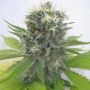 Lemonchello Haze Feminized Marijuana Strain by Seedsman For Sale Online at Cannabis Seeds Outlet
