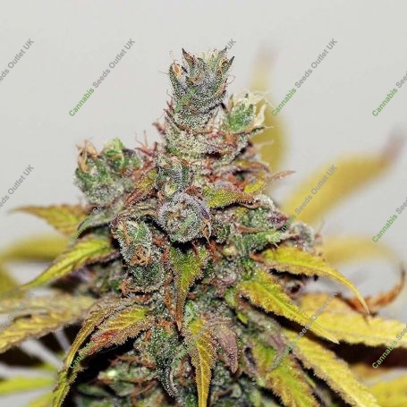 Mama Mia Feminized Marijuana Strain by Seedsman For Sale Online at Cannabis Seeds Outlet