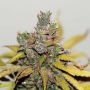 Mama Mia Feminized Marijuana Strain by Seedsman For Sale Online at Cannabis Seeds Outlet