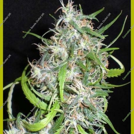 Mama Thai Regular Marijuana Strain by Seedsman For Sale Online at Cannabis Seeds Outlet
