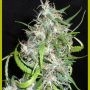Mama Thai Regular Marijuana Strain by Seedsman For Sale Online at Cannabis Seeds Outlet