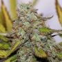 Mazari Feminized Marijuana Strain by Seedsman For Sale Online at Cannabis Seeds Outlet