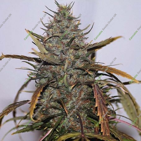 Narkush Regular Marijuana Strain by Seedsman For Sale Online at Cannabis Seeds Outlet