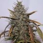 Narkush Regular Marijuana Strain by Seedsman For Sale Online at Cannabis Seeds Outlet
