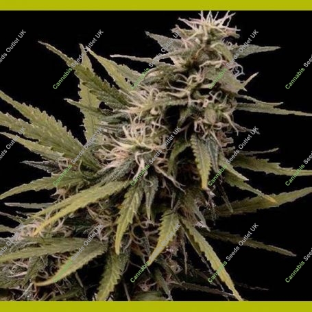 Nemesis Feminized Marijuana Strain by Seedsman For Sale Online at Cannabis Seeds Outlet