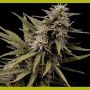 Nemesis Feminized Marijuana Strain by Seedsman For Sale Online at Cannabis Seeds Outlet