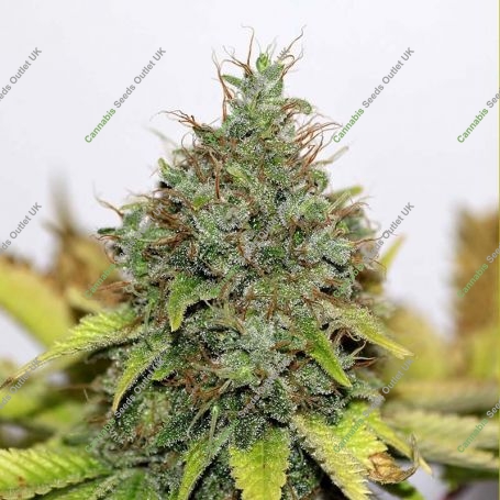 Northern Soul Feminized Marijuana Strain by Seedsman For Sale Online at Cannabis Seeds Outlet