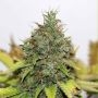 Northern Soul Feminized Marijuana Strain by Seedsman For Sale Online at Cannabis Seeds Outlet