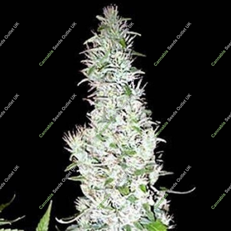 Hash Passion Regular Marijuana Strain by Seedsman For Sale Online at Cannabis Seeds Outlet