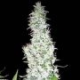 Hash Passion Regular Marijuana Strain by Seedsman For Sale Online at Cannabis Seeds Outlet