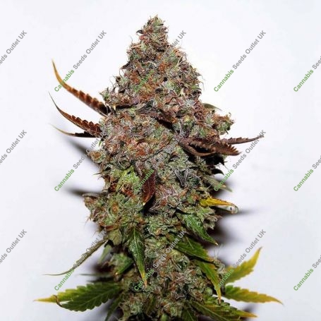 Original Skunk No.1 Regular Marijuana Strain by Seedsman For Sale Online at Cannabis Seeds Outlet