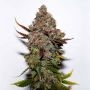 Original Skunk No.1 Regular Marijuana Strain by Seedsman For Sale Online at Cannabis Seeds Outlet