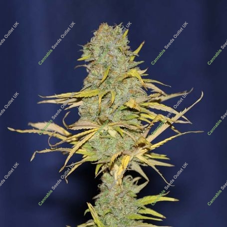 Power Africa Feminized Marijuana Strain by Seedsman For Sale Online at Cannabis Seeds Outlet